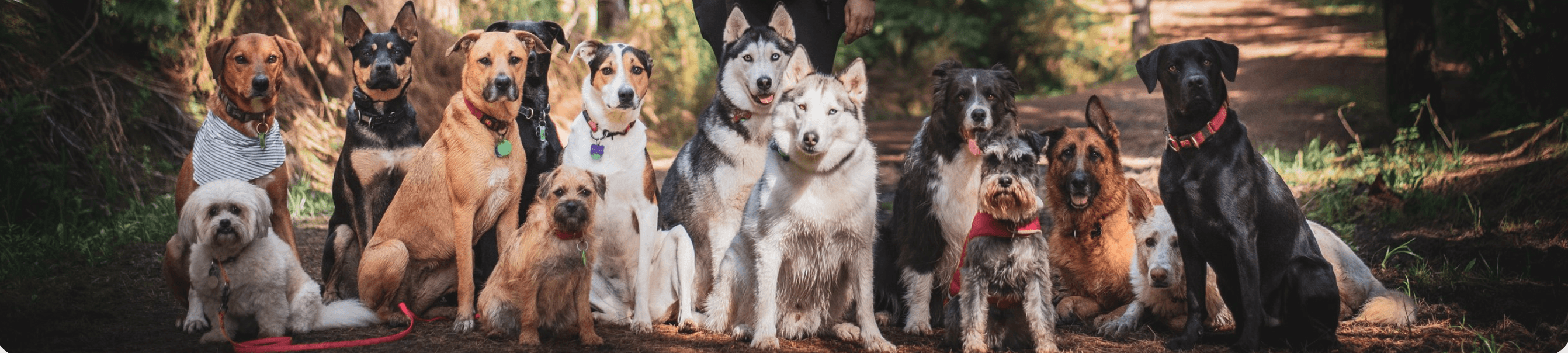 Outside Sports 'Happy Trails' Pack Walks with Dr Dog. Outside Sports